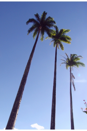 imperialpalm-3-1397672.jpg